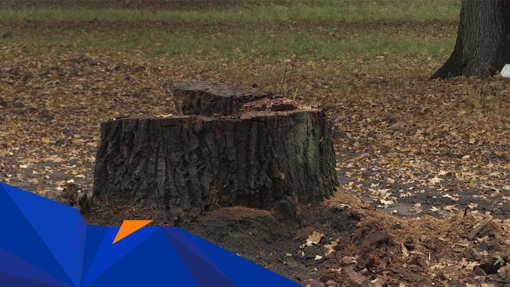 У Дубовому гаю, що є памʼяткою національного значення, впало одне з найстаріших дерев