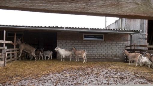 Родина Блонських займається виготовленням крафтових сирів на основі козячого молока