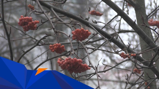 Зимова погода на Полтавщині буде в другій декаді січня