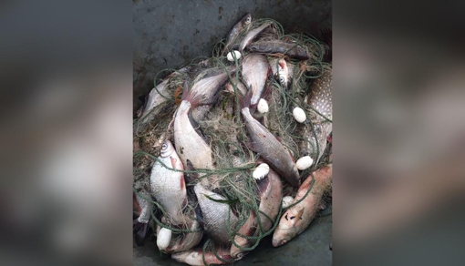 У Полтавській області чоловік незаконно наловив риби на понад 500 тис. грн
