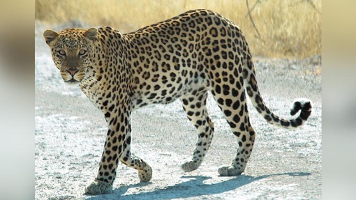 На Полтавщині чоловік на вулиці вигулював леопарда
