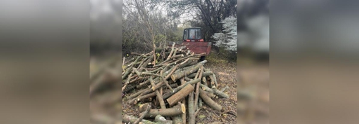 У Полтавській області двоє чоловіків незаконно вирубали чотири кубометри деревини