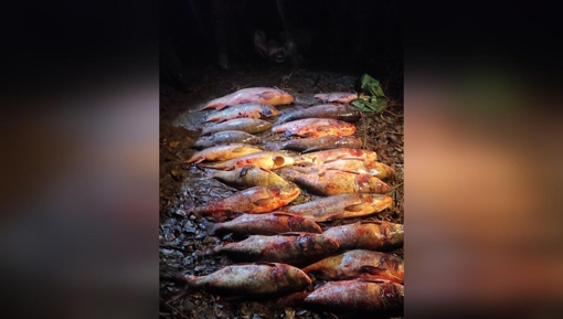 У Полтавській області браконьєр незаконно наловив риби на майже 400 тис. грн