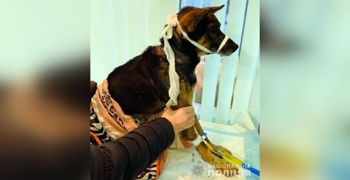 Жителя Полтавщини притягнули до адмінвідповідальності за жорстоке поводження із собакою