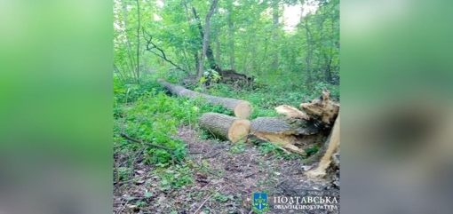 Незаконна порубка дерев на понад 280 тис. грн: на Полтавщині судитимуть 25-річного чоловіка