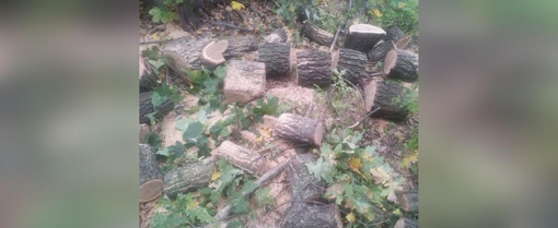 У Полтавській області 26-річний чоловік незаконно вирубав понад 30 дерев на понад 300 тис. грн