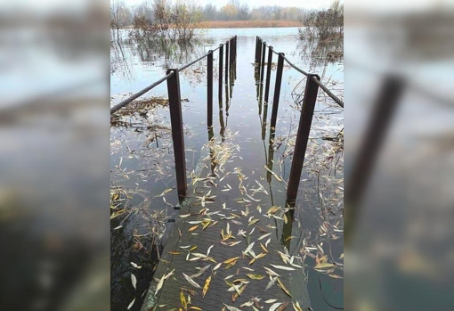 На Полтавщині підніметься рівень води в акваторії річки Дніпро: можливе затоплення дачних ділянок