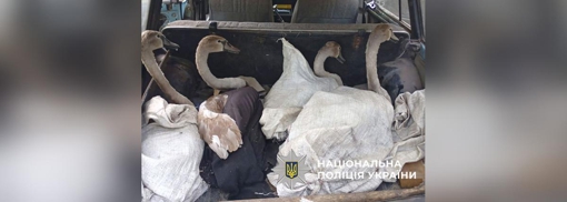 У Полтавській області виявили браконьєрів, які полювали на лебедів