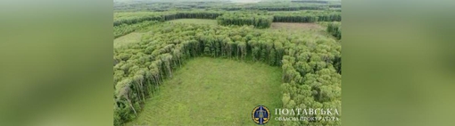 Незаконна вирубка лісу на Полтавщині: лісничому та майстрові лісу повідомили про підозру