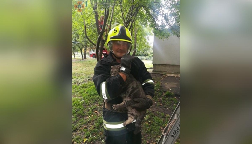 На Полтавщині співробітники ДСНС врятували кота
