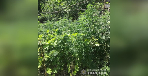 У Полтавській області у двох чоловіків знайшли понад 400 рослин конопель