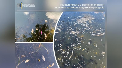 В озері на Полтавщині вимерли понад 100 карасів, також вода смердить тухлою рибою