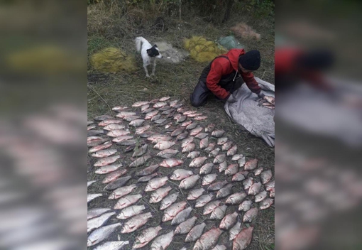 На Полтавщині незаконно наловили риби на майже 90 тисяч грн