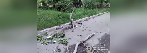 У Полтаві на дев’ятирічного хлопчика впала гілка з дерева