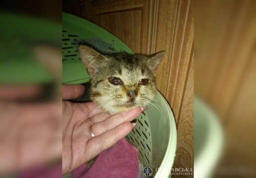 На Полтавщині ув'язнили чоловіка, який закатував кошеня до сліпоти
