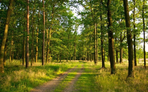 На Полтавщині у лісі знайшли 65-річну жінку та 75-річного чоловіка, які заблукали