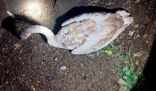 У Полтавській області врятували лебедя, який впав з висоти