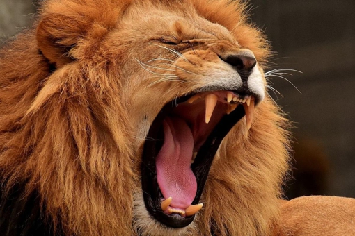 На Полтавщині лев покусав 26-річного чоловіка