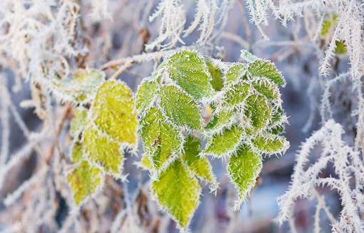 У Полтавській області прогнозують заморозки