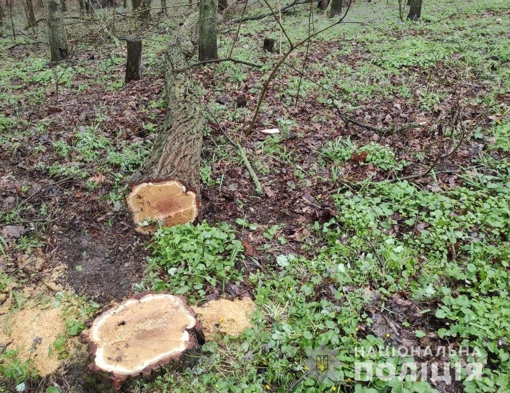 У Полтавській області чоловіка підозрюють у незаконній порубці дерев на понад 50 тис. грн