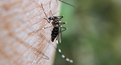 У Полтавській області зареєстрували випадок малярії