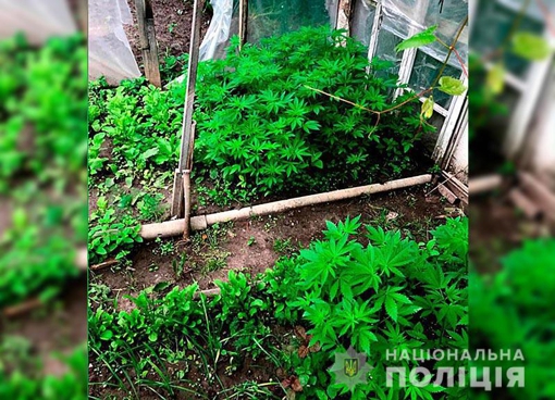 У Полтавській області в 55-річного чоловіка вилучили близько 750 рослин конопель