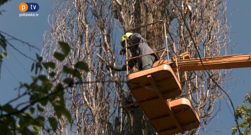 На вулиці Нечуя Левицького надзвичайники видалили дерево, що несло загрозу місцевим жителям
