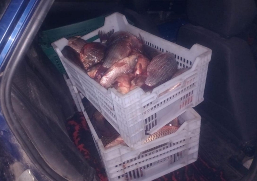 На Полтавщині зупинили водія, який перевозив близько 100 кілограмів риби без документів