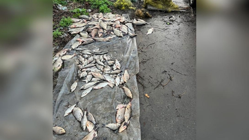 На Полтавщині знайшли 320 метрів браконьєрських сіток з рибою: збитки близько 1,5 млн гривень