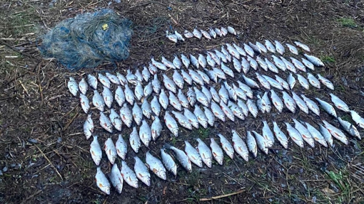 У Кременчуцькому районі чоловік незаконно виловив риби на 210 тисяч гривень