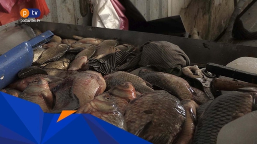 У павільйоні на Центральному ринку серед брудних ганчірок продають рибу
