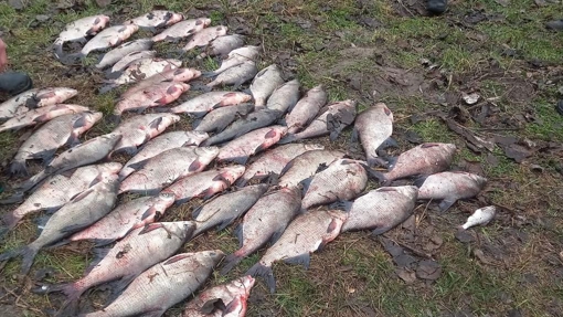 У Полтавській області чоловіки незаконним виловом риби завдали збитків на 722 тисячі гривень
