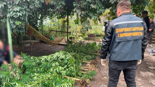 У Полтаві викрили чоловіка, який вирощував елітні сорти конопель