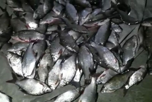На Полтавщині двоє браконьєрів виловили риби на понад 190 тисяч гривень