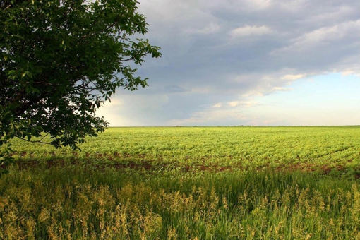 У Полтавській області уклали понад 2400 земельних угод