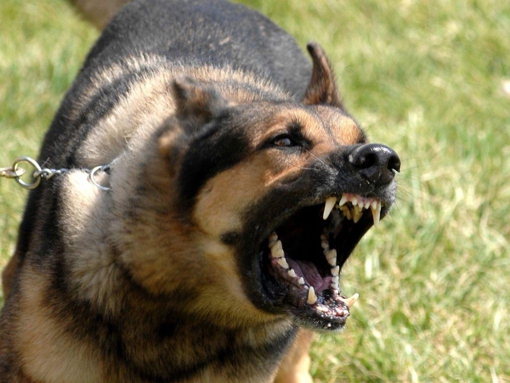 У Полтаві склали протокол на власника собаки, який покусав жінку