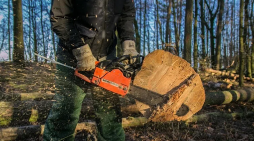 На Полтавщині чоловіка, який здійснив незаконну порубку дерев, оштрафували на 17000 грн