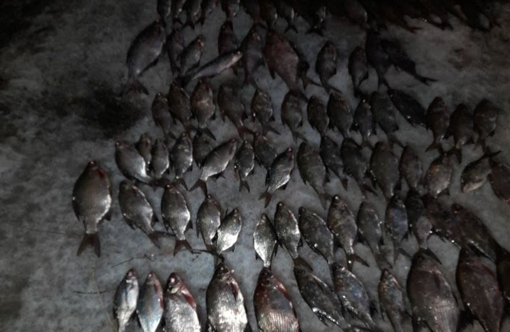 На Полтавщині незаконно наловили риби на понад 200 тис. грн