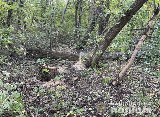 У Полтавській області внаслідок падіння дерева загинув чоловік