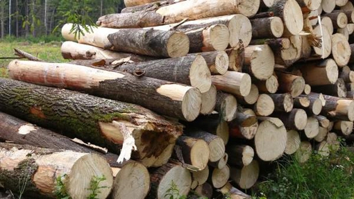 У Миргородському районі незаконно вирубали понад сотню дерев