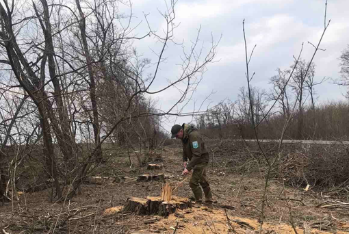 На Полтавщині виявили незаконну вирубку лісу на понад 2 млн грн